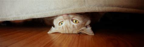 Cat Hiding Under Bed: A Comprehensive Guide to Understanding Your Feline Companion's Behavior