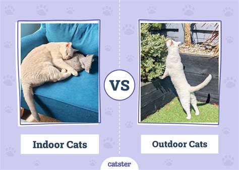 Cat Litter And Lifestyle Education 2025: The Definitive Guide