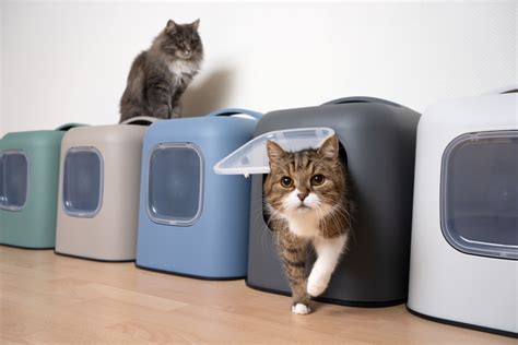 Cat Litter Box Maintenance Education: The Ultimate 2025 Guide for Purrfect Hygiene