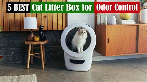 Cat Litter Box Odor Control Methods: 2025 VS. the Future