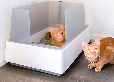 Cat Litter Box Territorial Behavior: Ultimate Guide for 2025