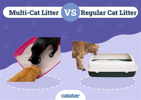 Cat Litter VS Hygiene: 2025 Importance