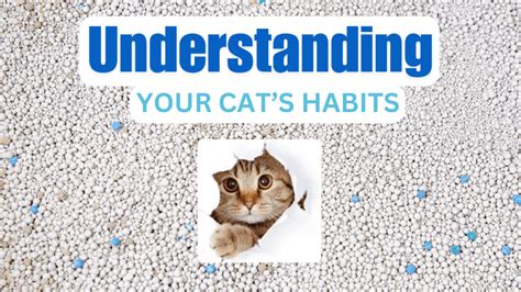 Cat Litter and Behavior Education 2025: Unlocking Your Cat's Urinary Bliss