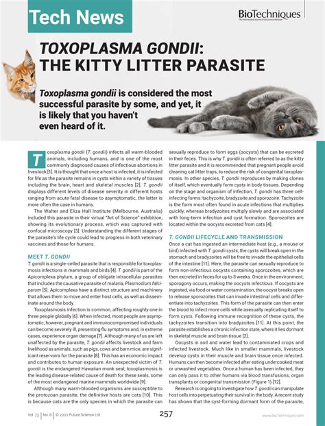 Cat Litter and Parasitic Infections: The 2025 Showdown