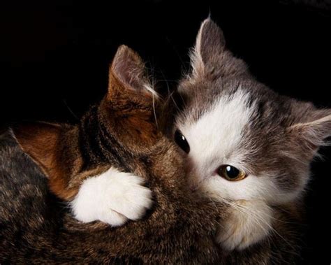 Cat Love PDF