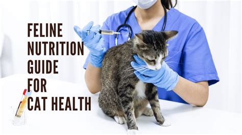 Cat Nutrition and Wellness 2025: Unlocking the Secrets to Optimal Feline Health