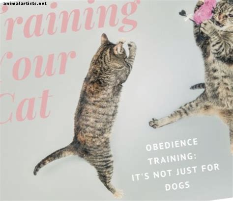 Cat Obedience and Training: The Definitive Guide 2025