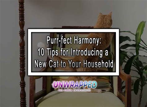 Cat Parenting 2025: Lifestyle Changes VS Purrfect Harmony