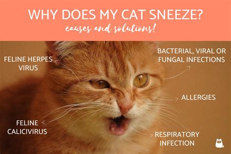 Cat Sneezing: Causes, Symptoms, and When to Worry