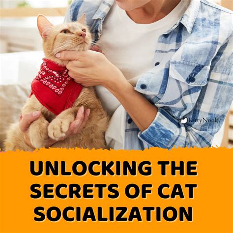 Cat Socialization and Interaction: Unlocking the Secrets of 2025