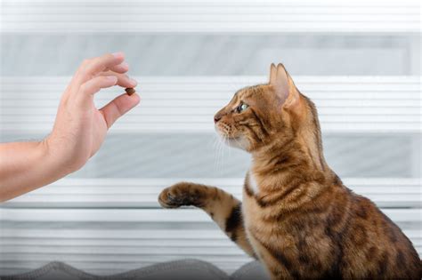 Cat Training 2025: Ultimate Guide for Fearful Felines