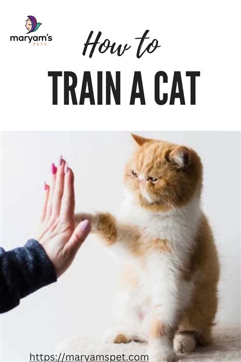 Cat Training Tips and Tricks: The Ultimate 2025 Guide