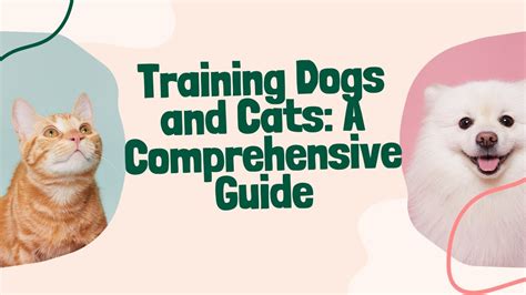 Cat Training for Exercise: 2025 - The Ultimate VS. Guide