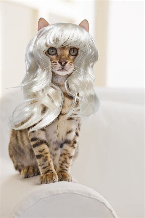 Cat With Wig: 10,000 Purrfectly Wigged Felines