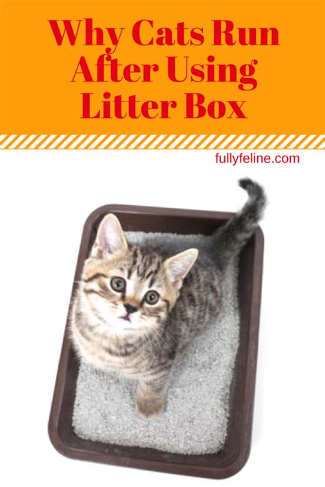 Cat behavior and litter box habits