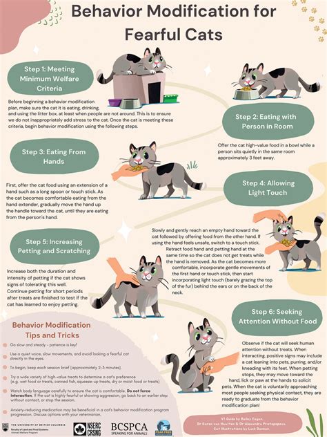 Cat behavior modification techniques