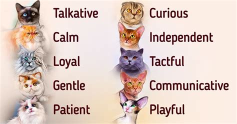 Cat breed characteristics and traits