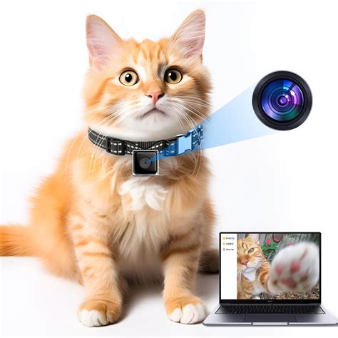 Cat collar camera for cat training