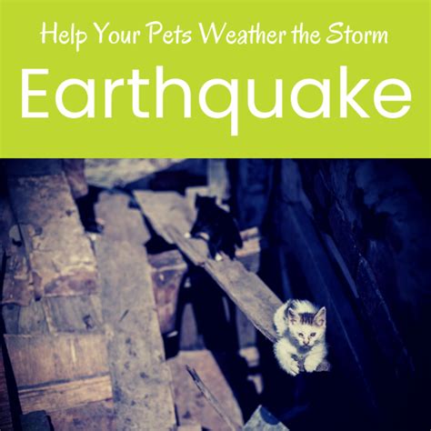 Cat emergency preparedness for earthquakes