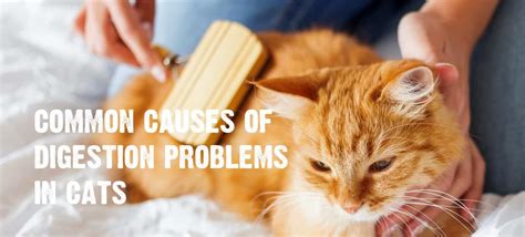 Cat grooming and hygiene for digestive issues