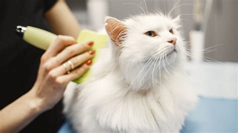 Cat grooming and hygiene for sensitivities