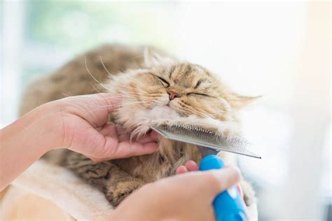 Cat grooming coat care and health