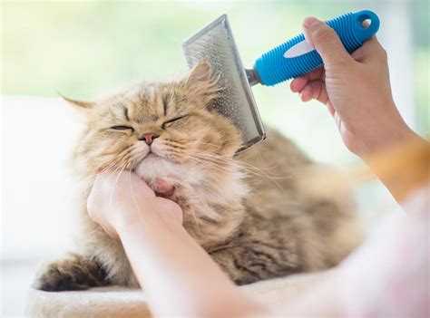 Cat grooming skin care and health