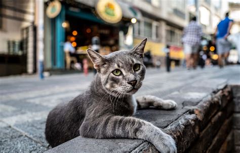 Cat in the City