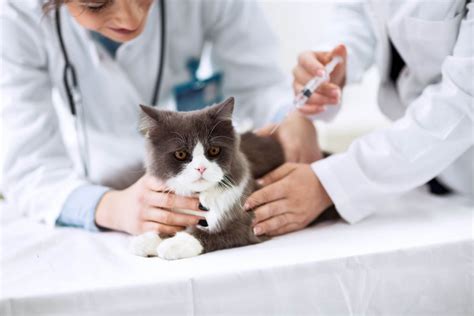 Cat microchipping and identification