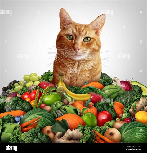 Cat nutrition and wellness