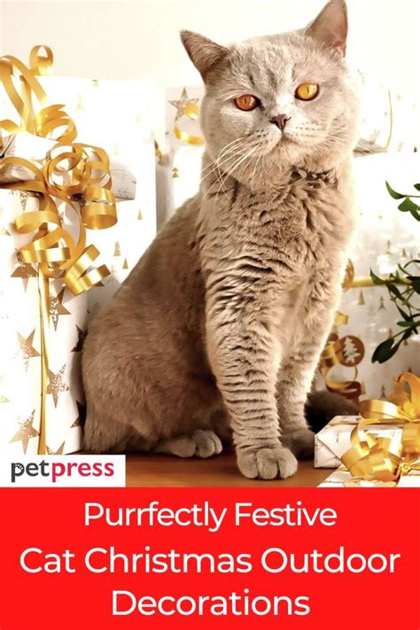 Cat on Christmas Tree: A Purrfectly Festive Tradition