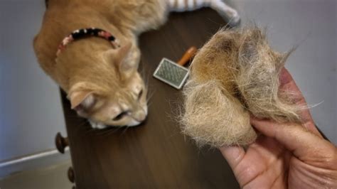 Cat shedding season