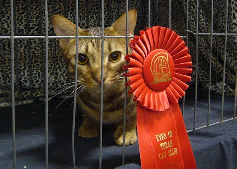 Cat show and competition training