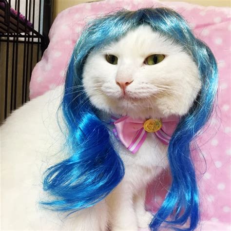 Cat with Wig: The Ultimate Guide