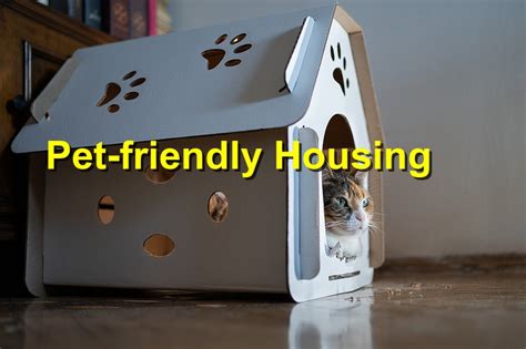 Cat-Friendly Housing Options: