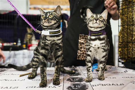 Cat-friendly Events and Festivals: 2025 VS. Today