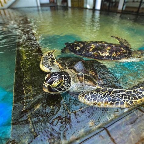 Cataclysm Sea Turtle Farming: A Lucrative Venture with Conservation Benefits