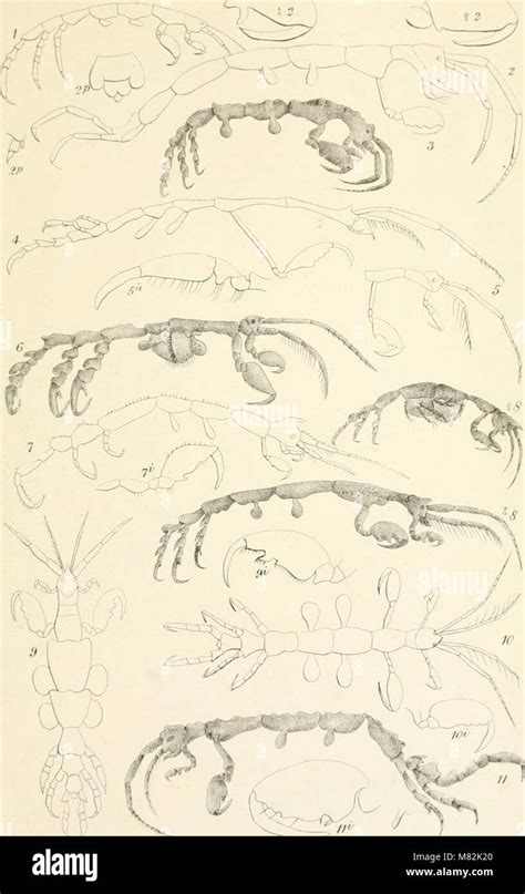 Catalogue of Crustacea in the Collection of the British Museum  Kindle Editon