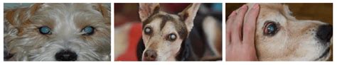 Cataract Eye Surgery for Dogs: Restoring Your Furry Friend's Vision