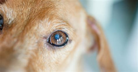 Cataract Operation for Dogs: Everything You Need to Know