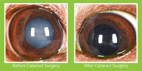 Cataract Removal for Dogs: A Step-by-Step Guide