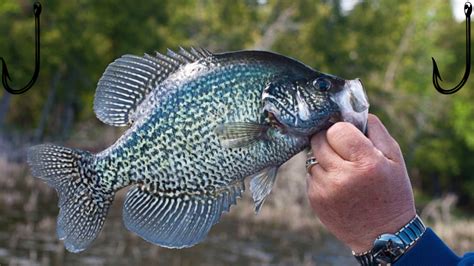 Catching and Cooking the Perfect Fish: A Comprehensive Guide for Fishing Enthusiasts