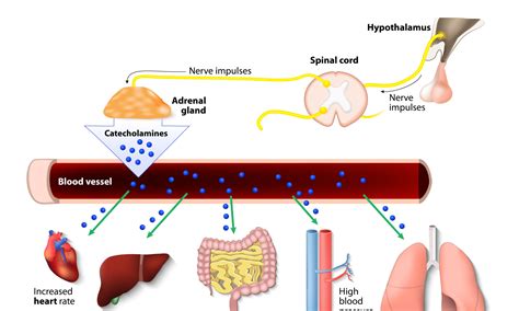 Catecholamine Release: