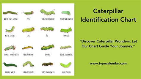 Caterpillar Identification Chart