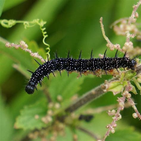 Caterpillars