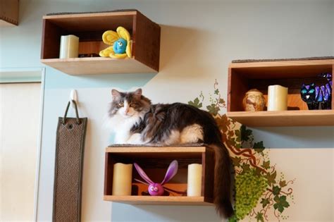 Catify to Satisfy Simple Solutions for Creating a Cat-Friendly Home
