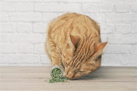 Catnip: A Planta Que Deixa Seus Gatos Felizes e Saudáveis