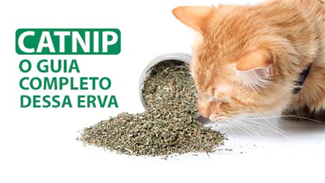 Catnip: Guia Completo do Melhor Deleite Felino