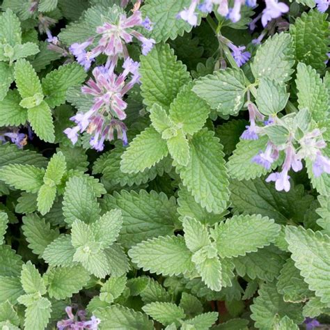 Catnip (Nepeta cataria)