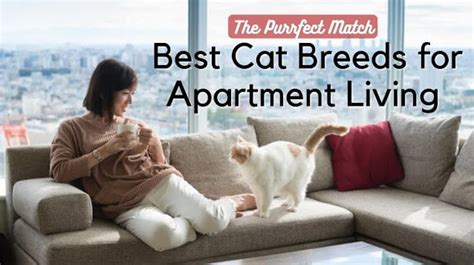 Cats: A Purrfect Choice for Apartment Living